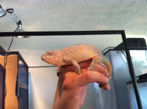 ImageUploadedByTapatalk1333241318.397157.jpg