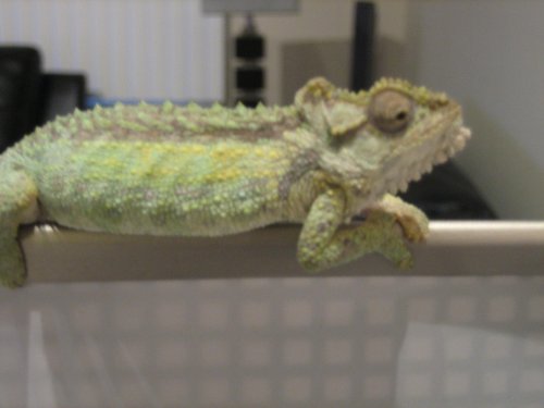 chams 4-1-12 024.jpg