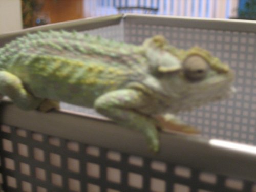 chams 4-1-12 028.jpg