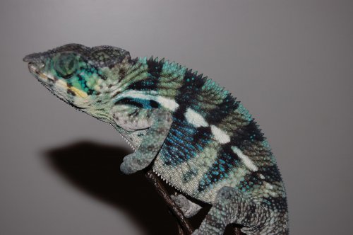 son of GALACTUS 001.jpg