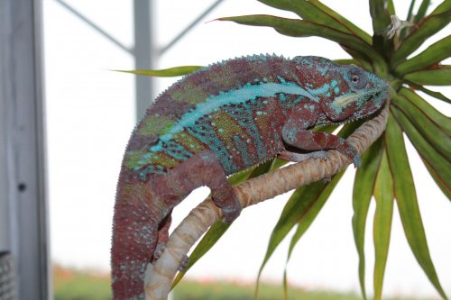 chameleons from new camera 044.jpg