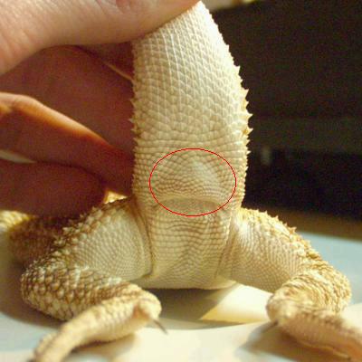 sexing_female.jpg