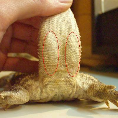 sexing_male.jpg