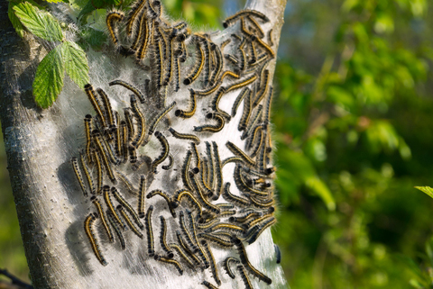 Caterpillers.jpg