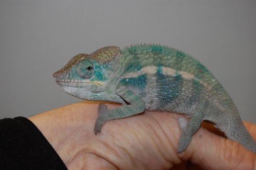 banja final male 002.jpg