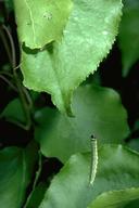 hanging leaf roller.jpg