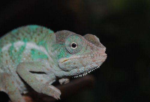 DSC_0256.JPG