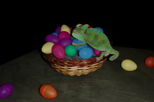 easter eggs-2.jpg