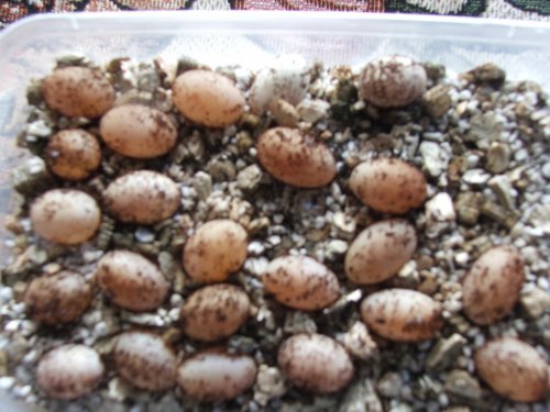 5moths eggs.jpg