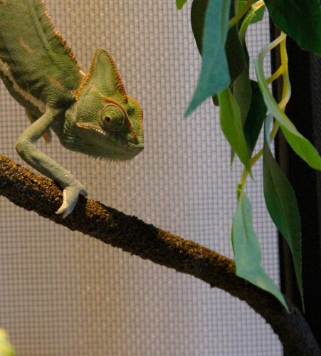 Rango 1.jpg