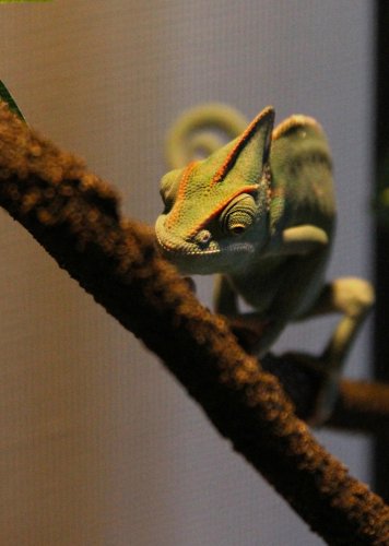 Rango 3.jpg