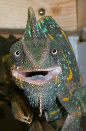 chameleon_pictures_080.jpg