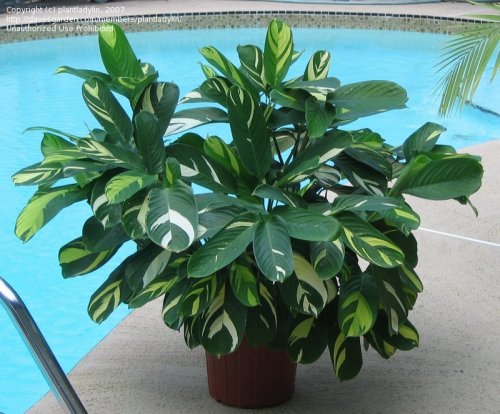 Brazilian Snow - Ctenanthe lubbersiana.jpg