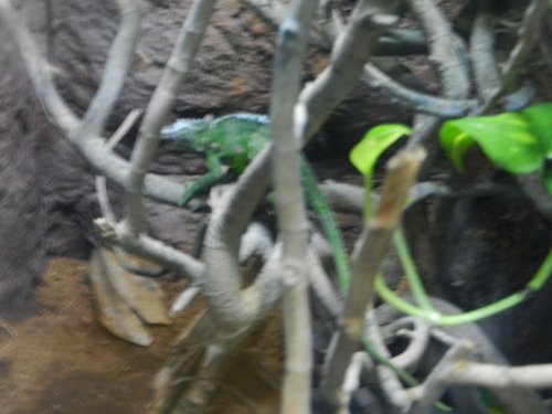 DSCN0411.jpg