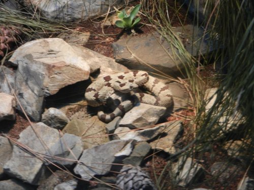 DSCN0412.jpg