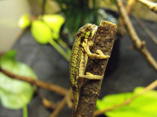 more lizards 964.jpg