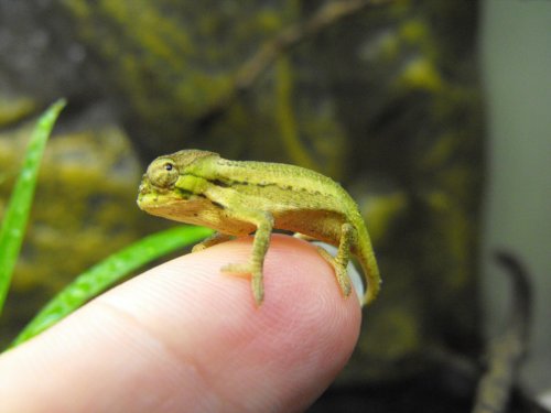 more lizards 970.jpg