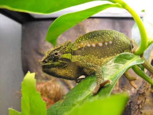 more lizards 657.jpg