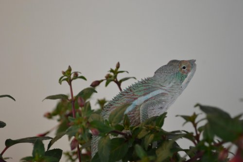 DSC_0057.jpg