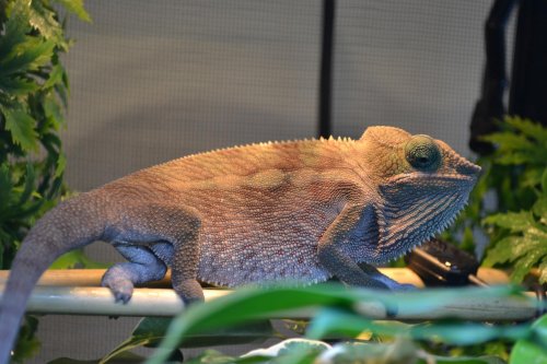 DSC_0062.jpg