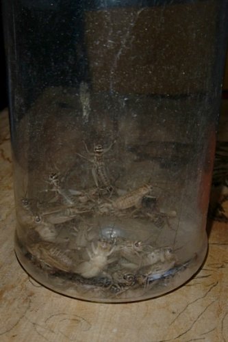 crickets assorted in jar.jpg