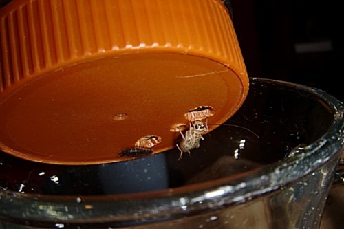 crickets sizing.jpg