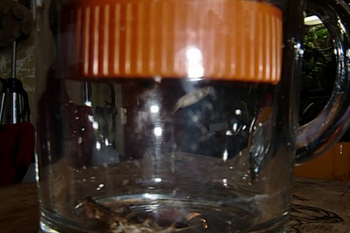 crickets sorting.jpg