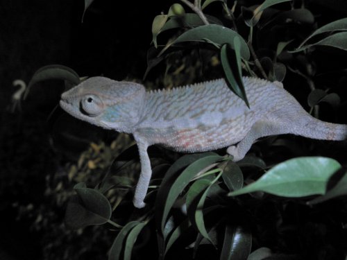 New Baby Chameleon 2.jpg