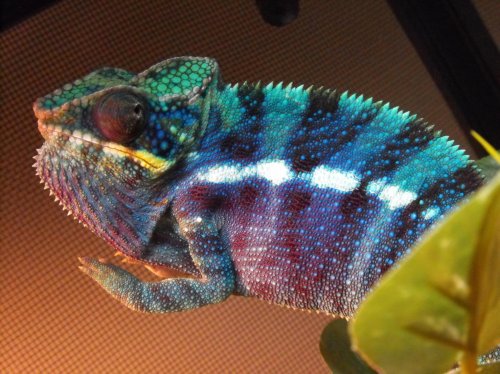 more lizards 981.jpg
