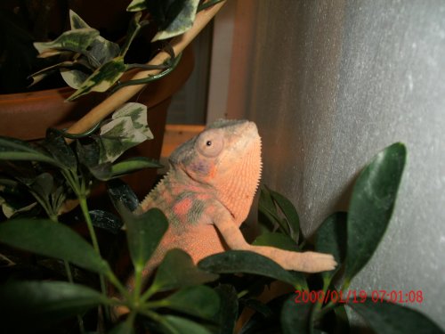Chameleons and Reptiles 001.jpg