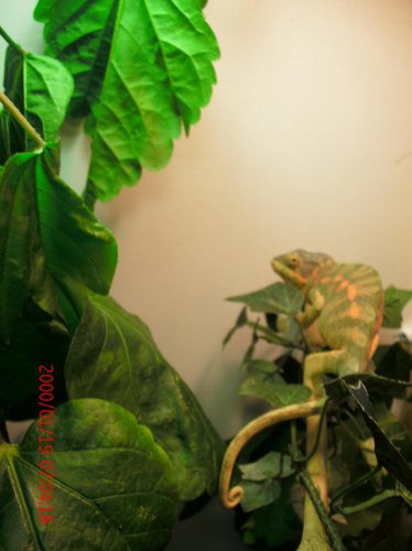 Chameleons and Reptiles 020.jpg