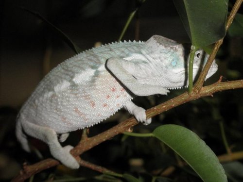 Archimedes showing glimpses of red 10-8-10 c.jpg