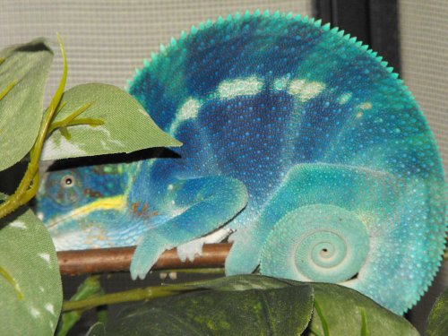 more lizards 1003.jpg