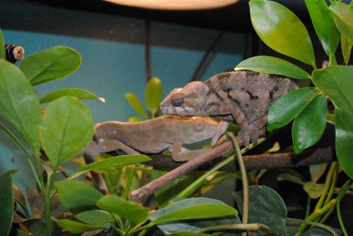 DSC_0442.jpg