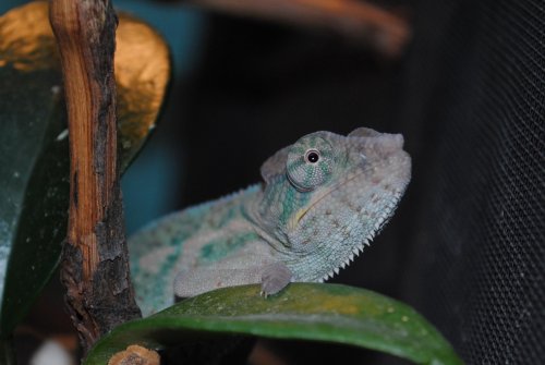 DSC_0466.jpg