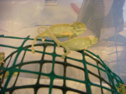 baby veiled 3.JPG