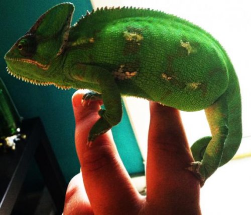 photo (2)resized.jpg