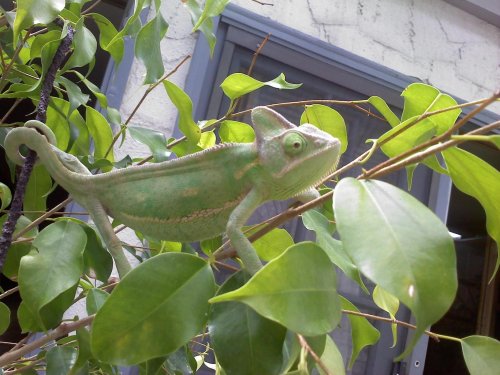 lilly bug 2.jpg