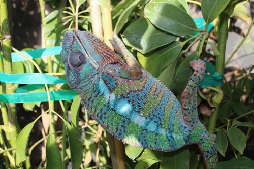 chameleon 003.jpg