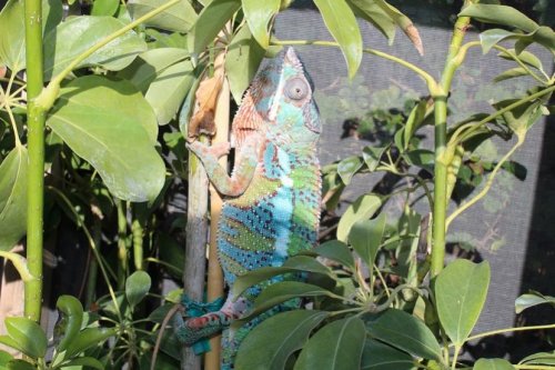 chameleon 005.jpg