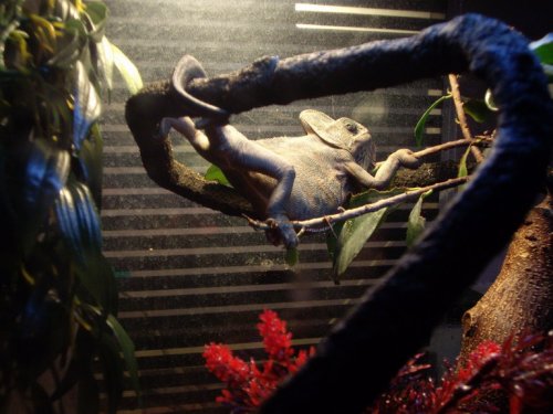 georgie 003_resize.jpg