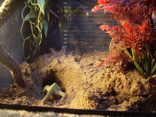 georgie 020_resize.jpg