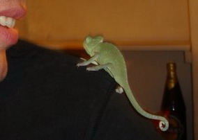 n531201821_893783_8785 crop.jpg