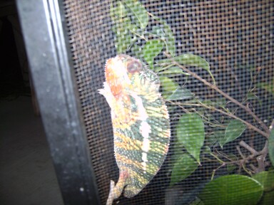 Baby Ambilobe.jpg