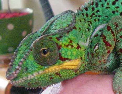 greeneye.jpg