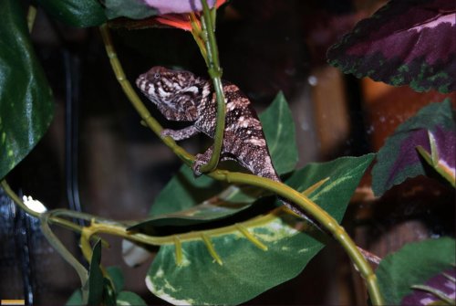 DSC_00881.jpg
