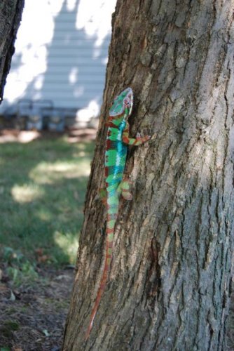picresized_th_1222780854_CHAMELEONS_9-2-08_036[1].jpg