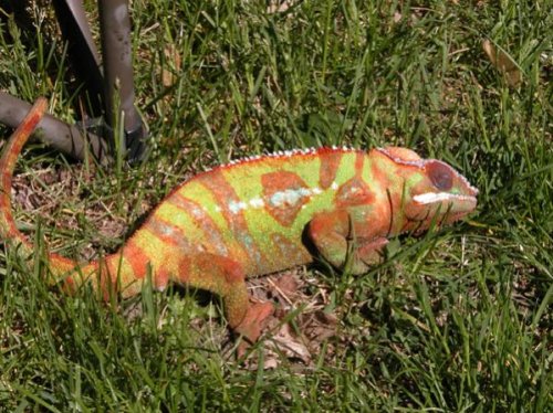 Thaxter in grass_small.jpg