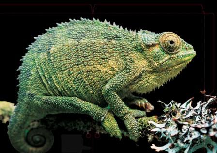 Chameleon pic (low res).jpg