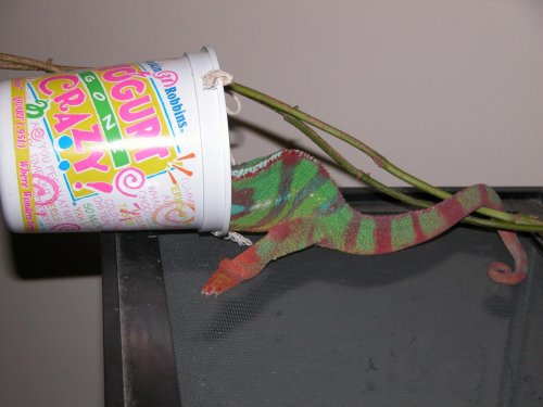 Thaxter stuck in a bucket.jpg